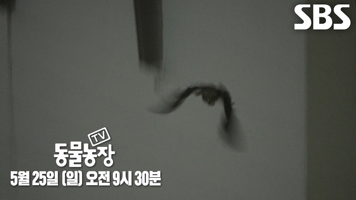PR 이미지