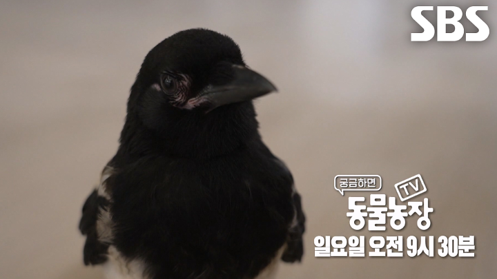PR 이미지