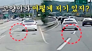 알면 살고, 모르면 죽는다! <한문철의 블랙박스 리뷰> 테마 동영상 483